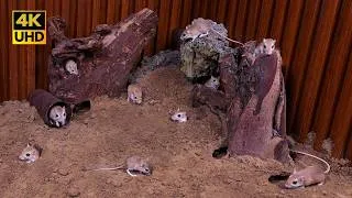 Thumbnail: Cat TV for Cats to Watch | Real Mouse Burrow Digging & Hide-and-Reveal Adventure | 4K UHD