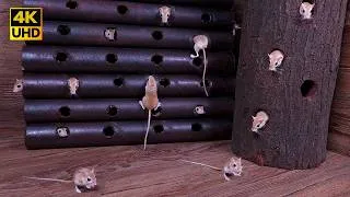 Thumbnail: Cat TV for Cats | Real Mouse Activity Maze – Jumping, Climbing & Pop-Up Fun | 4K UHD