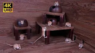 Thumbnail: Cat TV for Cats to Watch | Real Mouse Activity Maze – Climbing, Jumping & Exploring | 4K UHD