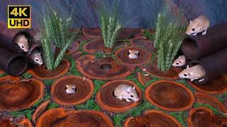 Thumbnail: Cat TV Real Mouse Pop-Out Hide & Seek for Cats to Watch | Mouse Maze 4K UHD