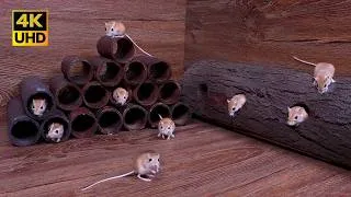 Thumbnail: Cat TV for Cats to Watch | Authentic Mouse Maze Adventure & Scurrying Fun | 4K 8 Hours