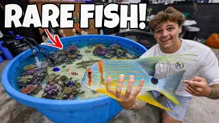 Thumbnail: I Finally got THIS FISH for My POND!!