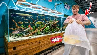 Thumbnail: Buying MONSTER FISH for NEW 2000G AQUARIUM!! 