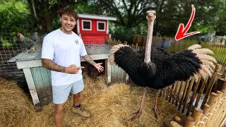 Thumbnail: Buying a OSTRICH for My Backyard FARM!! 