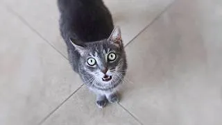Thumbnail: My Cat Won't Let Me Go Outside