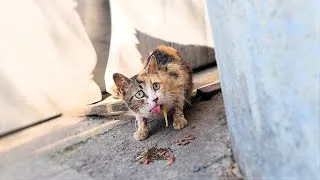 Thumbnail: How To Help A Stray Cat Who Is Terrified Of Humans 😭