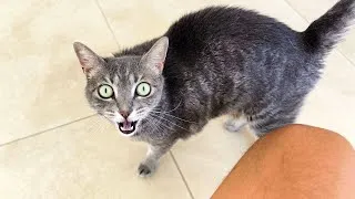 Thumbnail: Crazy Talking Kitty