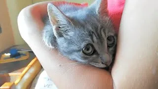 Thumbnail: Heartbraking Cry Of A Stray Kitten Who Lost His Family