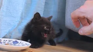 Thumbnail: Little Black Devil Turns To A Little Black Angel After Adoption