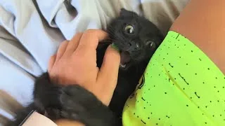 Thumbnail: Don't Make Little Black Devil Angry