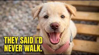 Thumbnail: Vets Said He'd Never Walk. This Paralyzed Puppy's Comeback is Unreal! ❤️‍🩹🐶 #Rescue