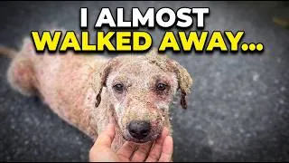 Thumbnail: Nobody Wanted This Terrified Stray. See How Love Changed Him Forever. ✨#AnimalWelfare #Heartwarming