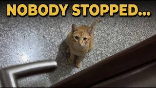 Thumbnail: She Wanted to Live: The Stray Cat That Walked Right In 🥺🏠 #animalwelfare