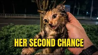 Thumbnail: Found freezing on a highway median: A tiny kitten’s beautiful second chance. 🥺🐈