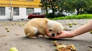 Thumbnail: Abandoned With Hydrocephalus This Tiny Dog Finally Found the Care She Needed