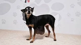 Thumbnail: Tiny Senior Dog Endured a Difficult Journey Before Finally Getting a New Beginning
