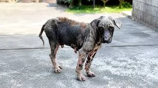 Thumbnail: His Skin Was Severely Affected But this Dog is Finally Starting to Recover