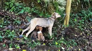 Thumbnail: Rescued Mother Dog and Her Puppies Begin Healing After Facing a Difficult Journey