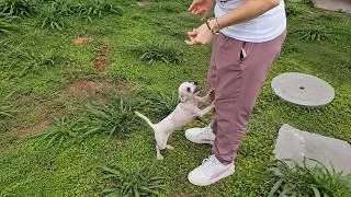 Thumbnail: Her Condition Was Critical But this Little Dog Never Stopped Fighting to Heal