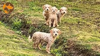 Thumbnail: I Couldn't Forget the Four Stray Puppies I Found by the Road