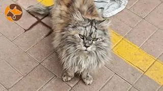 Thumbnail: A Lonely Maine Coon Spent Her Days Outside Until Someone Cared