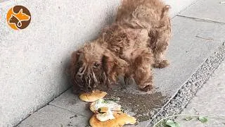 Thumbnail: We Saw a Matted Stray Dog Eating a Burger Off the Ground… So We Stopped