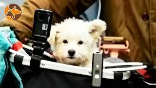 Thumbnail: A Tiny Stray Puppy Joined My Journey… and Never Left