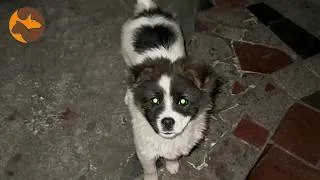 Thumbnail: The Puppy Outside Our Apartment Was Waiting for Someone