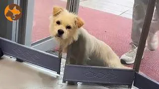 Thumbnail: This Stray Dog Refused to Come Inside… Until One Rainy Day