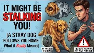 Thumbnail: If a Stray Dog Follows You Home, This Is What It Really Means