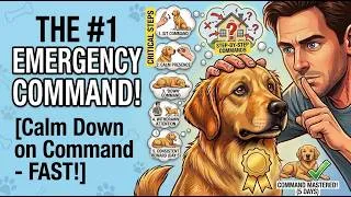 Thumbnail: How to Walk a Reactive Dog Without Getting Dragged Down the Street Step by Step
