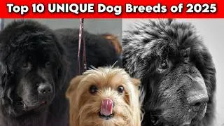 Thumbnail: Top 10 UNIQUE Dog Breeds of 2025 You Won’t Believe Exist! 🐾🔥 (Must-Watch for Pet Lovers)