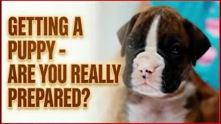 Thumbnail: Bringing Home a Puppy? Prepare Like a Breeder