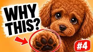 Thumbnail: 5 Reasons Your Dog Puts Their Paw on You — #4 Matters