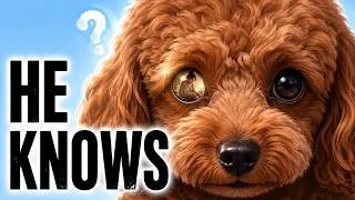Thumbnail: Why Your Dog Looks at You — What It Really Sees