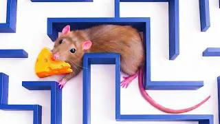 Thumbnail: I Tested My Rats Against Impossible Obstacles...