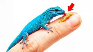 Thumbnail: I Created The World's Most Colorful Gecko Home!