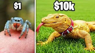 Thumbnail: $1 vs $10,000 Exotic Pet!