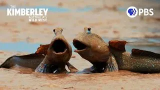 Thumbnail: How Mudskippers Feed Millions of Migrating Birds