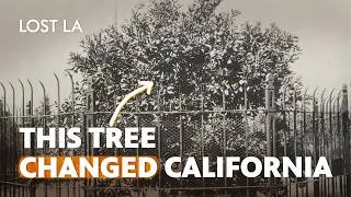 Thumbnail: How California’s Famous Orange Tree Sparked a Citrus Boom  | Lost LA