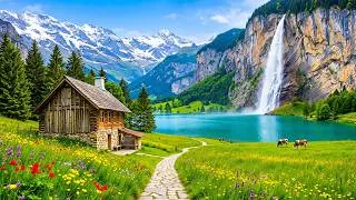 Thumbnail: Relaxing Bird Sounds 🕊️ Peaceful Nature Ambience for Meditation and Deep Sleep