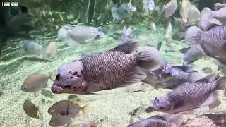Thumbnail: Lotte World Aquarium Hanoi - Peaceful Relaxation