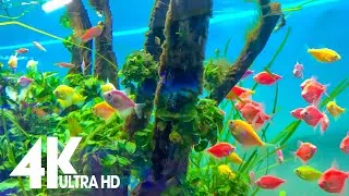 Thumbnail: Aquarium in 4k - VinKE & Aquarium Vincom Times City Ha Noi - Viet Nam
