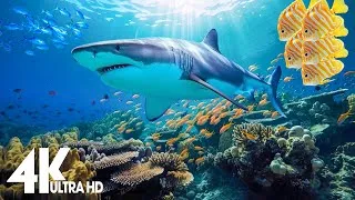 Thumbnail: The Ocean 4K - Sea Animals for Relaxation, Beautiful Coral Reef Fish in the Ocean (4K ULTRA HD)