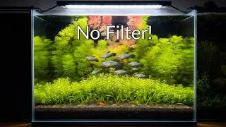 Thumbnail: Day 1 to Day 45: No Filter Aquarium Transformation - Step by Step (Sparkling Gourami Tank)
