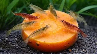 Thumbnail: Carrot vs Shrimp - Feeding Frenzy - No Filter, No Co2, No Fertilizer
