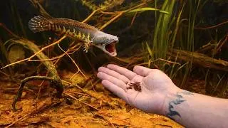 Thumbnail: Feeding My Pet Monster - Channa Aurantimaculata Feeding Frenzy - Natural Black Water Aquarium