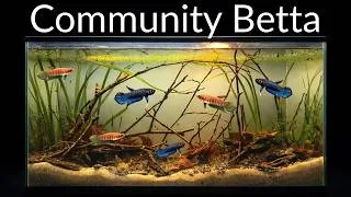 Thumbnail: I Built an Ecosystem for a Betta Community - No Filter Fish Tank!