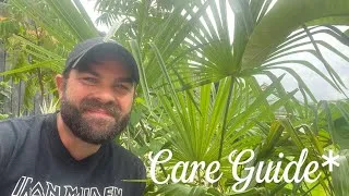 Thumbnail: The Hardiest Palm in the UK. Trachycarpus fortunei 🌴