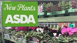 Thumbnail: New Autumn plants at ASDA 